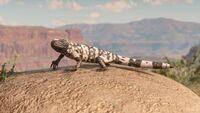 Banded Gila Monster screenshot - Red Dead Redemption 2