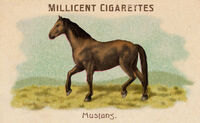 Horse Card