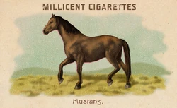 my dog just ate a cigarette One of our vets encountered a concerning situation when her dog came across  a discarded cigarette butt that had been thrown into their garden. Seeing  the cigarette butt in her dog's mouth