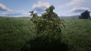 Raspberry bush in The Heartlands