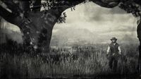 Broken Tree, circa 1907