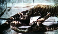 IMG 0280.jpg (1.04 MB) A rattlesnake being viewed through the scope of a sniper rifle.