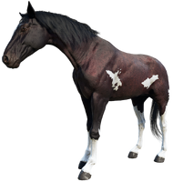 The Mahogany Bay Tennessee Walker, there is only one which is ridden by Arthur