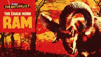 The Chalk Horn Ram rdo promo