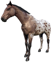 The Leopard Blanket Appaloosa