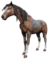 The Scarred Blanket Appaloosa
