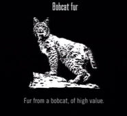 Animals Bobcat Fur