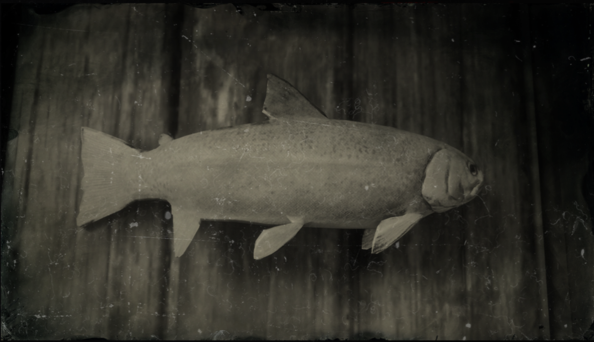 Steelhead Trout, Red Dead Wiki