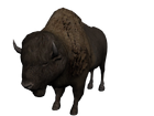 AmericanBuffalo3DModel.png