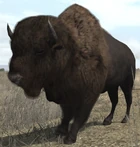 AmericanBuffalo3DModel