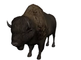 American Buffalo