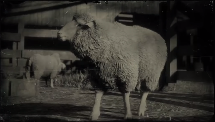 Sheep (RDR 2) Dead Wiki | Fandom