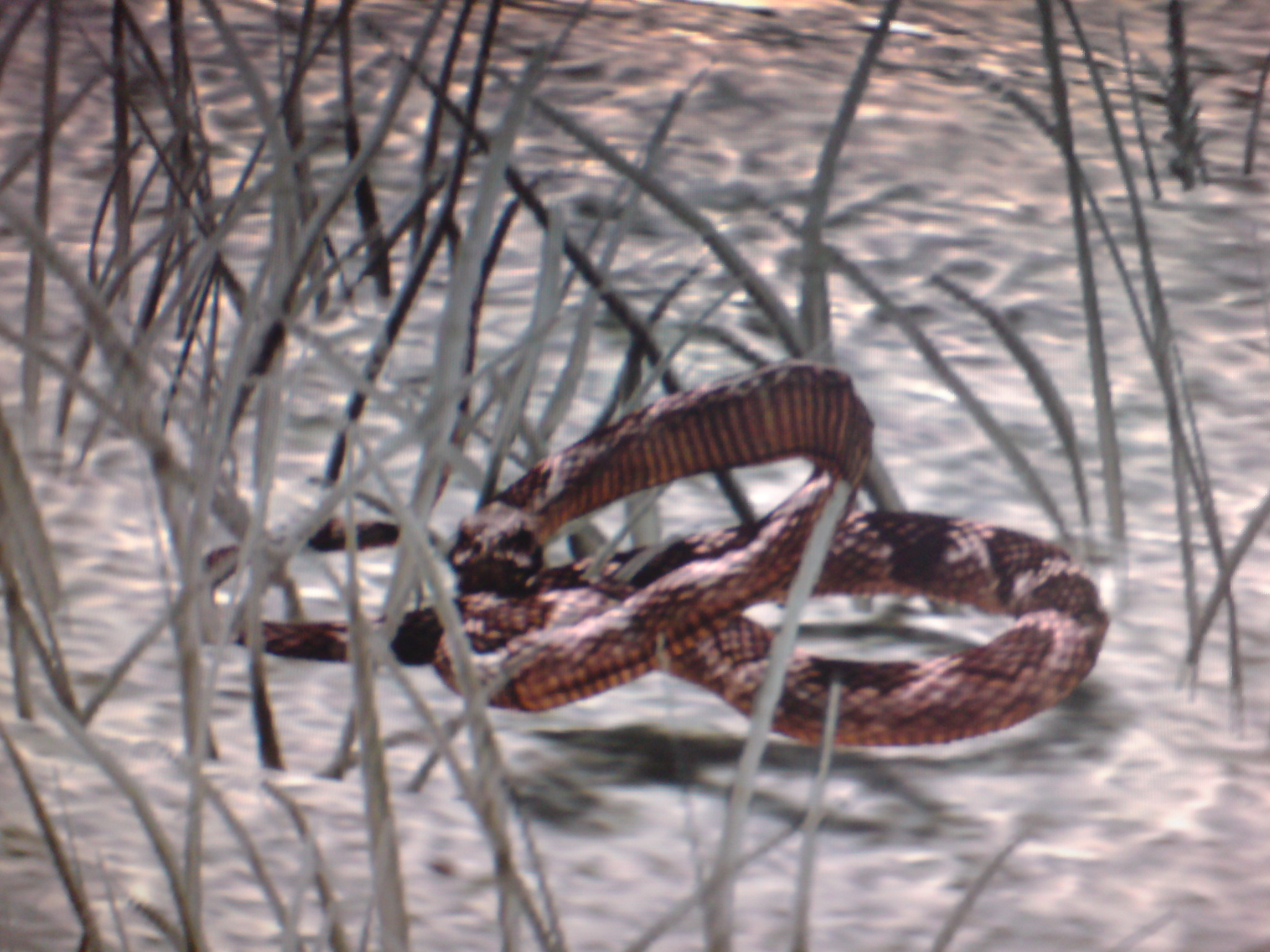 Rattlesnake Red Dead Wiki Fandom