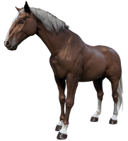 The Flaxen Chestnut Hungarian Half-bred