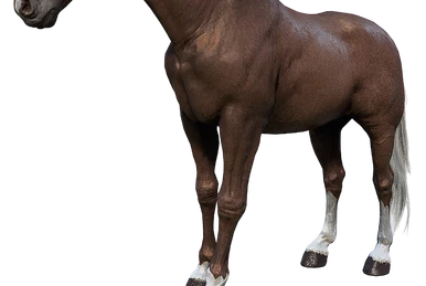 Arabian | Red Dead Wiki | Fandom