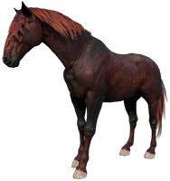The Unused Liver Chestnut Hungarian Half-bred that was intended to be ridden by Alfredo Montez