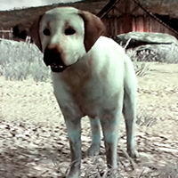 Rufus at Beecher's Hope in Red Dead Redemption