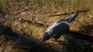 In-Game Striped skunk