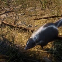 Skunk Rdr 2 Red Dead Wiki Fandom