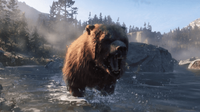 Niedźwiedź grizzly w rzece