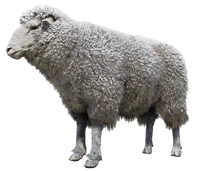 Sheep (RDR 2) | Red Dead Wiki | Fandom