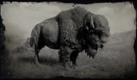 American bison compendium image