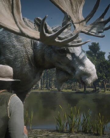 伝説のヘラジカ レッドデッドリデンプション2 Rdr2 攻略 Wiki Fandom 伝説のヘラジカ レッドデッドリデンプション2 Rdr2 攻略 Wiki Fandom