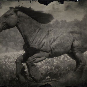 Chevaux Dans Red Dead Redemption Ii Red Dead Wiki Fandom