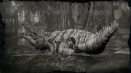 Alligator mâle légendaire