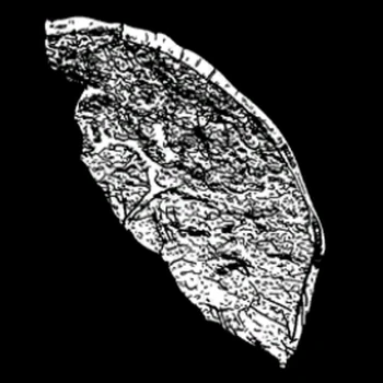 Viande de coyote | Red Dead Wiki | Fandom