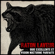 Raton laveur01