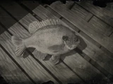 Poissons dans Red Dead Redemption II