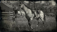 Appaloosa