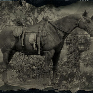 Chevaux Dans Red Dead Redemption Ii Red Dead Wiki Fandom