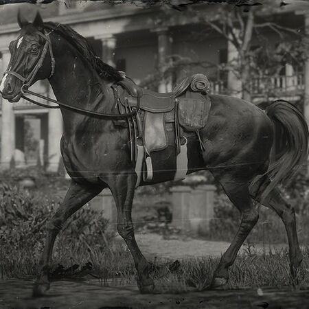 Chevaux Dans Red Dead Redemption Ii Red Dead Wiki Fandom