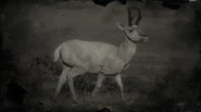 Antilope légendaire