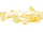 Barbotte jaune légendaire