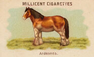 Ardennais