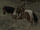 Pinto tobiano
