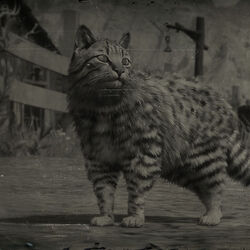 Animaux Dans Red Dead Redemption Ii Red Dead Wiki Fandom Animaux Dans Red Dead Redemption Ii Red Dead Wiki Fandom