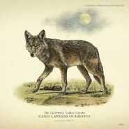 Coyote de Californie06