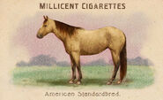 Carte de la collection chevaux