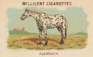 Carte de la collection chevaux