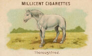 Carte de la collection chevaux