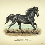 Tennessee Walker03