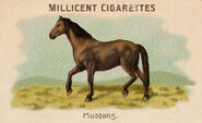 Carte de la collection chevaux