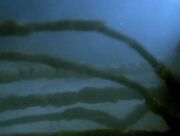 DespairSquidTentacles