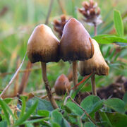 Magic mushrooms