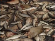 Whilst suffering from Space Pneumonia, Lister hallucinated fish rain