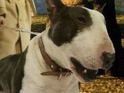 Photo of Hannah, the Lister family dog